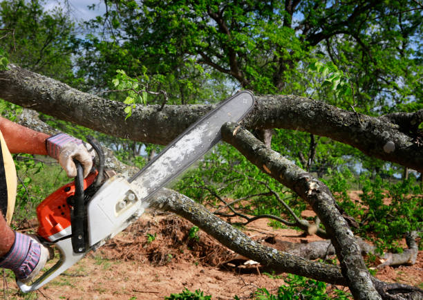 Best Emergency Tree Removal  in Solomons, MD